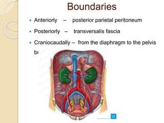 Retroperitoneal Space of the Kidney.pptx