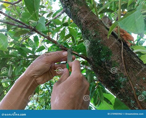 Tutorial Sobre C Mo Injertar La Propagaci N Vegetativa De Plantas Foto