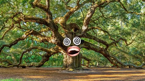 15 Massive Oak Tree Facts