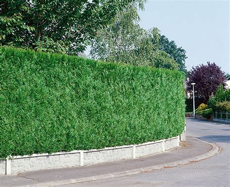 Green Giant Arborvitae (Thuja x. ‘Green Giant’) | InstantHedge