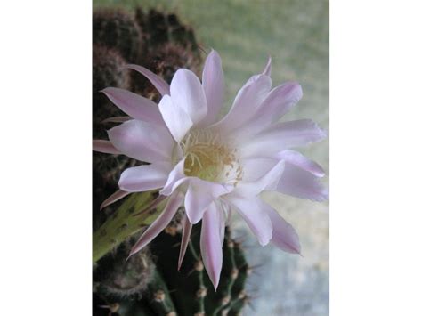 Эхинокактус - Echinocactus. Уход за эхинокактусом