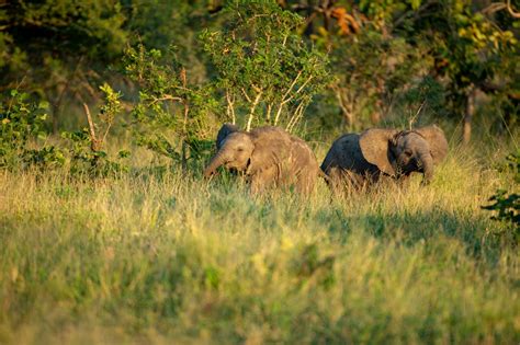 Wasgamuwa National Park Safari - Travel Tales Lanka