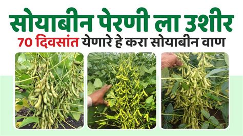 सोयाबीन लवकर येणारे वाण Soybean Top Verity Soybean Vaan सोयाबीन