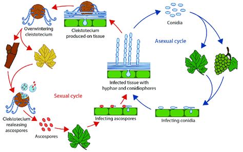 Schematic Diagram Of The Disease Cycle Of Powdery Mildew Caused By Download Scientific Diagram