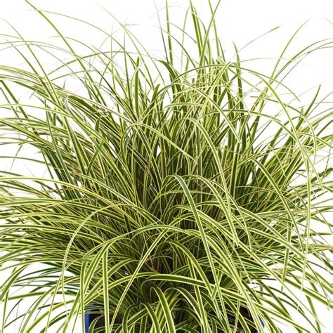 CAREX