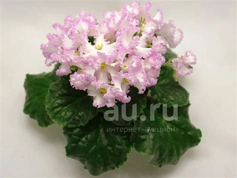 Фиалка ЛЕ-Поцелуй Ангела — купить в Красноярске. Горшечные растения и ...