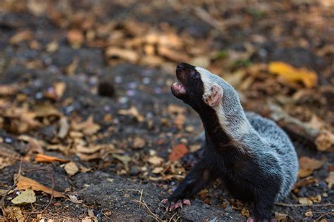 70+ Free Större Grison & Nature Photos - Pixabay