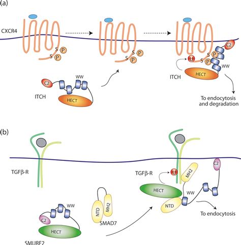 Signaling Mediated Control Of Ubiquitin Ligases In Endocytosis BMC