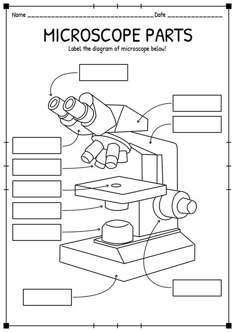 Compound Light Microscope Labeled Diagram