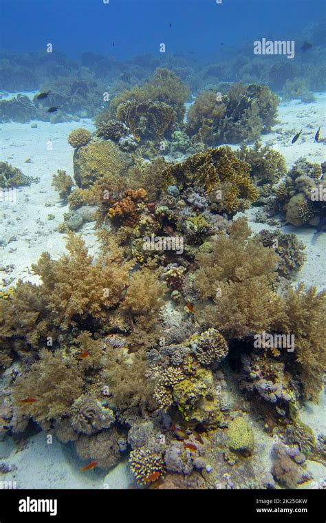 Colorful Coral Reef At The Bottom Of Tropical Sea Hard And Soft Corals