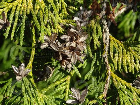 Thuja Occidentalis Northern White Cedar Strobilus Strobili Thuja