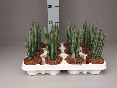 Senecio stapeliiformis — Plant Wholesale FlorAccess