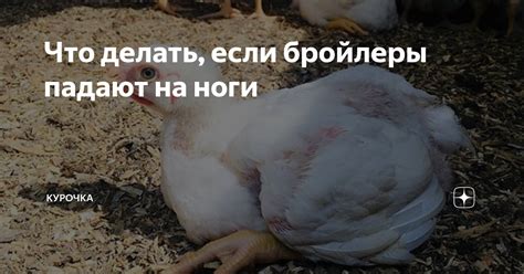 Что делать, если бройлеры падают на ноги | Курочка | Дзен