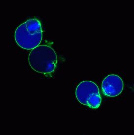 Nucview Caspase Enzyme Substrates Biotium