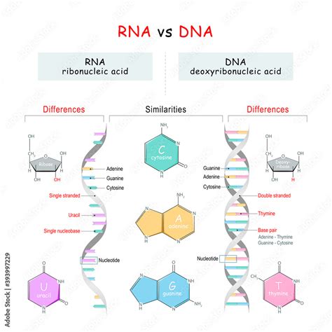 Dna Vs Rna Comparison Similarities And Differences Stock Vector