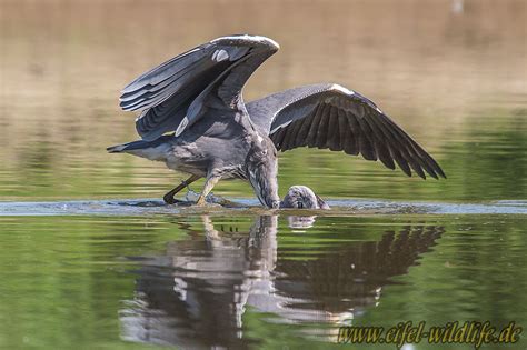 _MG_8830 | Eifel Wildlife