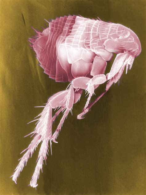 Tungiasis (zandvlo in de huid, zandvlooien, jiggers, Tunga penetrans)