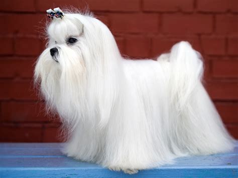 beautiful show Maltese dog - ABOUT MORKIES