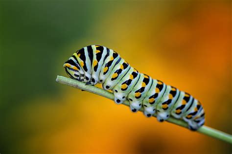 Photo Insects Caterpillars Swallowtail Closeup Animals