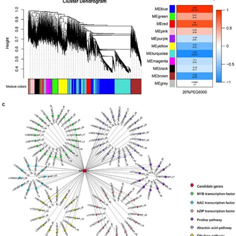 Results Of Gene Co Expression Analysis A Gene Clustering Map The