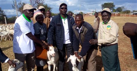 West Pokot Farmers Receive 3rd Phase Of Galla Goats Donations – Kenya ...