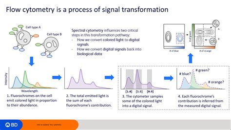 Flow Cytometry Protocol
