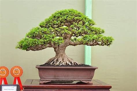 Cara Mudah Tanam Tanaman Hias Bonsai Anting Putri Di Rumah Untuk Pemula