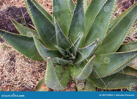 Planta Aloe Vera En El Jardín Botánico De Harare Zimbabwe Imagen de