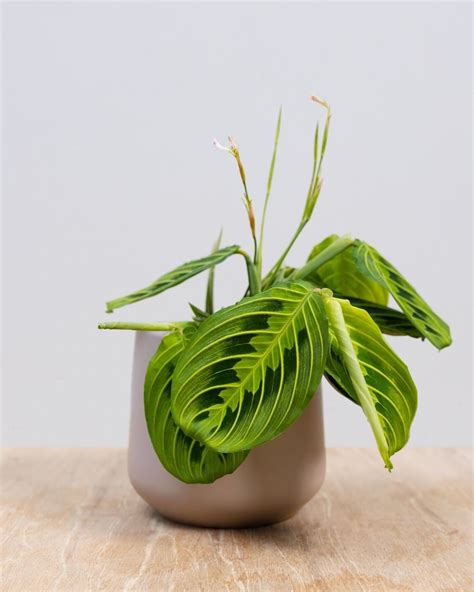 Shop Maranta Lemon Lime M (Prayer plant) online | PLNTS.com
