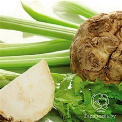 Семена сельдерея купить в Москве по низкой цене - интернет-магазин Гаршинка