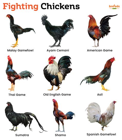 List Of Fighting Chicken Breeds With Pictures