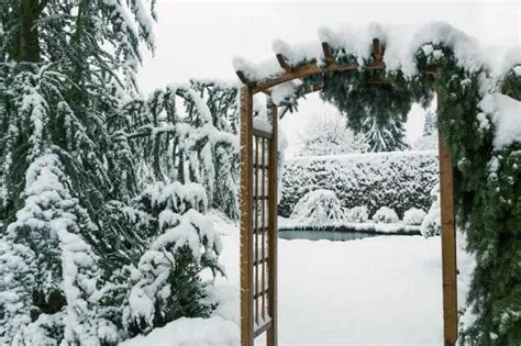 Protect your garden this winter with these expert tips - Irish Star