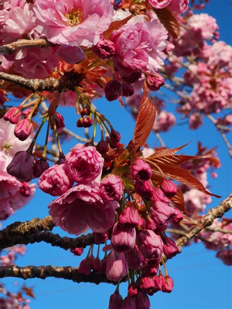 Tara Newsletter 18042021 Taney Area Residents Association