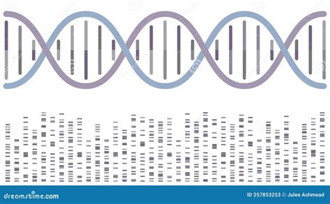 Dna Double Helix With Sequencing Bands Vector Illustration Background Stock Vector