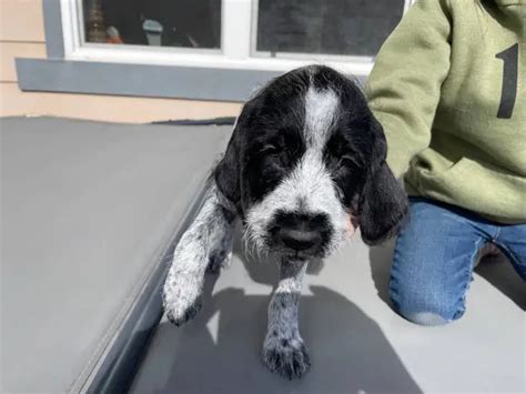 6 German Wirehaired Pointer puppies in Colorado Springs - Puppies for ...