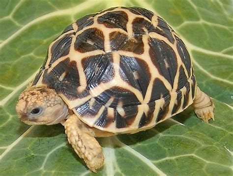 Indian Star Tortoises | Indian Star Tortoises For Sale | The Turtle Source