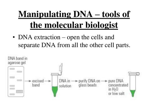 PPT - Chapter 13 Genetic Engineering PowerPoint Presentation, free