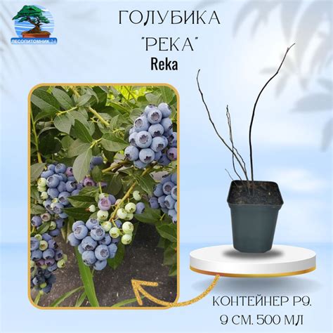 Голубика высокорослая Река 'Reka', Р9 - купить с доставкой по выгодным ...