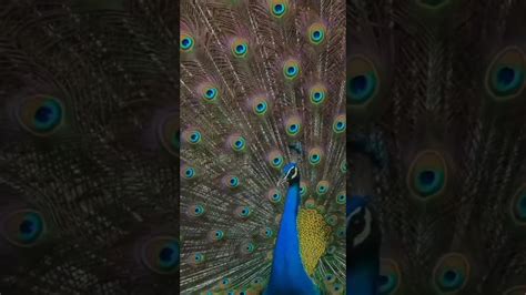 Peacock Dance 🦚🦚🥰🥰🥰😱😱😱😱 Bird Peacockpeacock Danceperformance Youtube