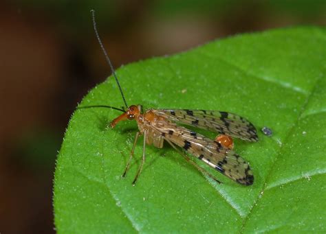Order Mecoptera Ent 425 General Entomology