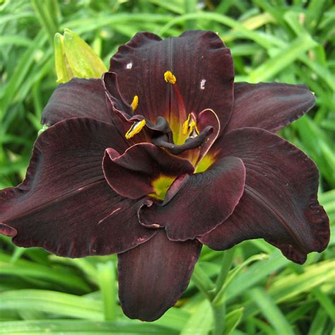 Wild Day Lily Bulbsroot System Hemerocallis Fulva Easy To Plant