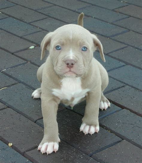 Blue Fawn Pitbull Imagui