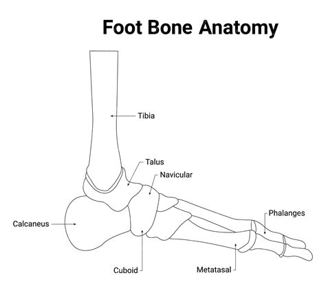 Premium Vector Foot Bone Anatomy Vector Illustration Tibiatalus