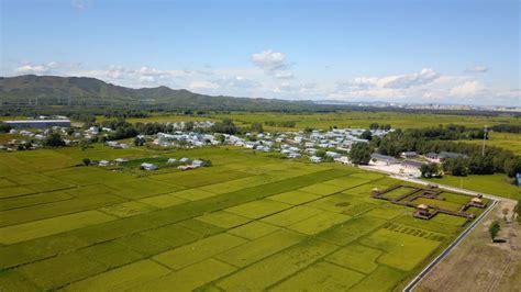 一村一景 内蒙古乌兰浩特市三合村：喜看稻菽千重浪财经头条