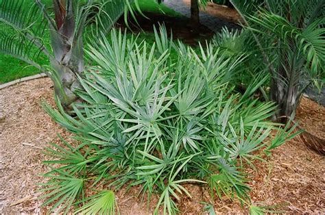 9 Palm Trees For Usda Zone 8 Gardens And Landscapes