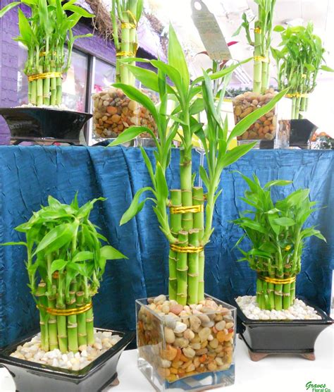 how to take care of lucky bamboo plants 1