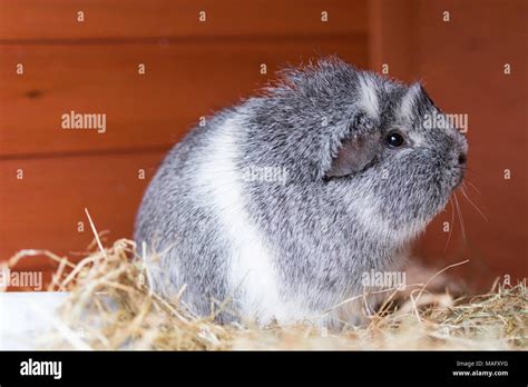 Grey And White Guinea Pig Stock Photo Alamy