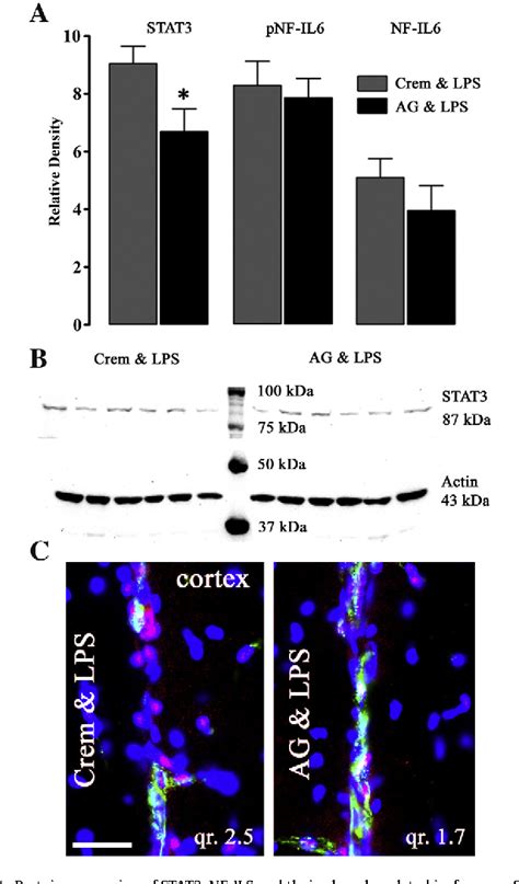 Figure 4 From The Putative JAK STAT Inhibitor AG490 Exacerbates LPS