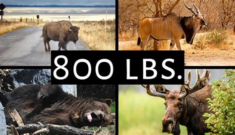 List Of The 15 Heaviest Animals That Have Ever Lived