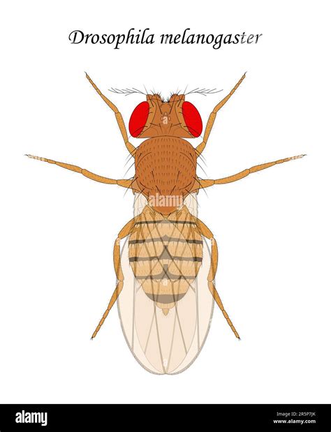 Fruit Fly Drosophila Legs Stock Vector Images Alamy